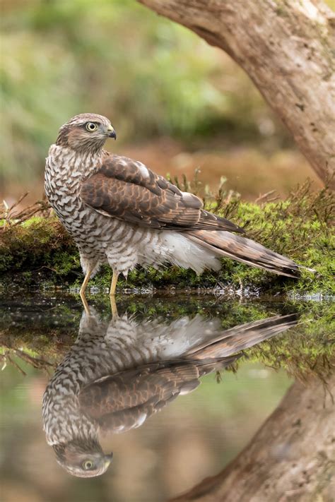 Eurasian Sparrowhawk - Birds Photo (40358706) - Fanpop