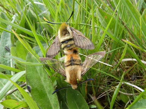 Bee Hawk-Moths - Farm Wilder