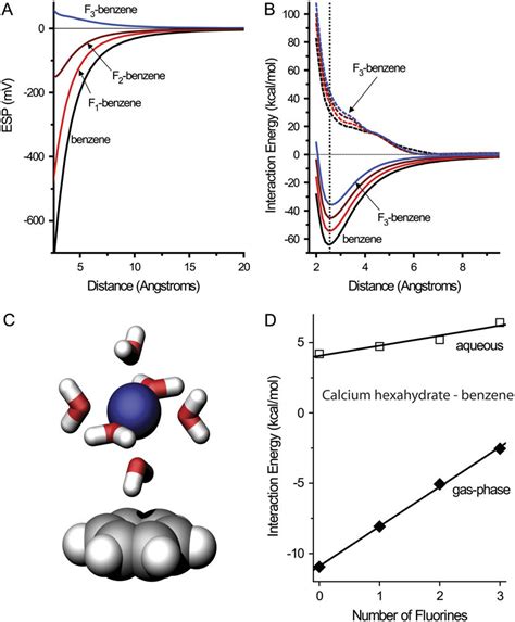 Electrostatic potentials and Ca 21-binding energies. (A) Electrostatic... | Download Scientific ...