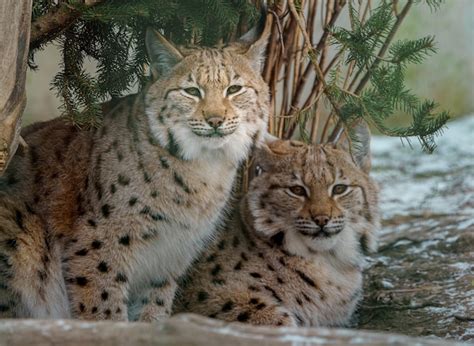 Premium Photo | Eurasian lynx