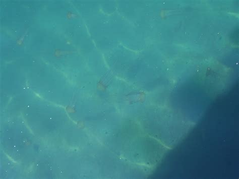 Monterey harbor bloom | JellyWatch