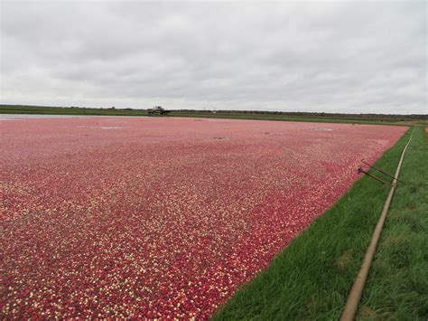 IMG_8626 | cranberries floating in a flooded cranberry field… | Marc Haines | Flickr