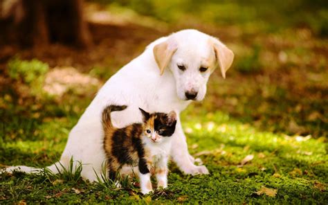 Puppies and Cats Wallpapers - Top Free Puppies and Cats Backgrounds ...