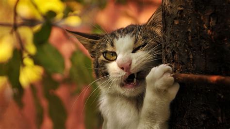 Funny Cats Wallpapers (57+ images)