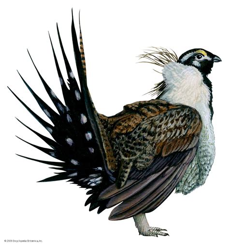 Grouse | Bird Species, Habitat & Diet | Britannica