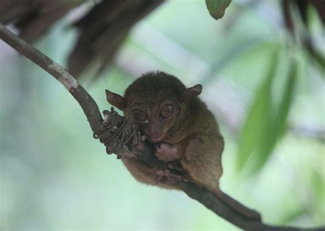 Tarsier Facts, Pictures & Info: Discover A Nocturnal, Carnivorous Primate