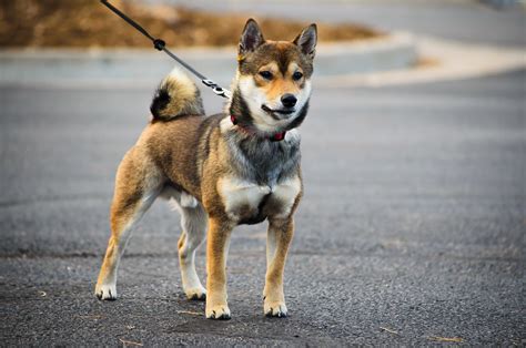 shiba inu colors sesame - Alive And Well Podcast Picture Archive