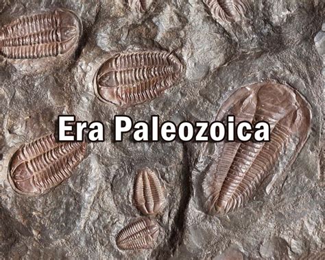 Era Paleozoica - Grupo Escolar