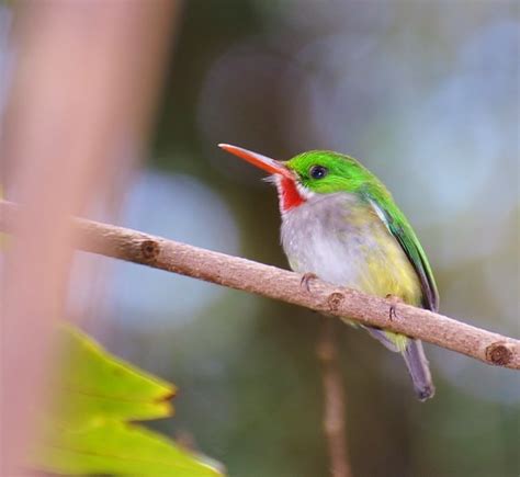 Todus Mexicanus (Puerto Rican Tody) San Pedrito | Marisidra | Flickr