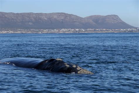 Hermanus Whale Watching Season, South Africa - Ivanhoe Safaris