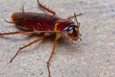 Do Cockroaches Bite + What Do Cockroach Bites Look Like?