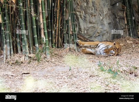 Male adult bengal tiger sleeping on ground Stock Photo - Alamy