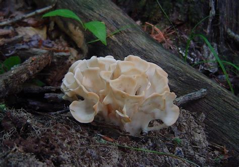 Sparassis spathulata at Indiana Mushrooms