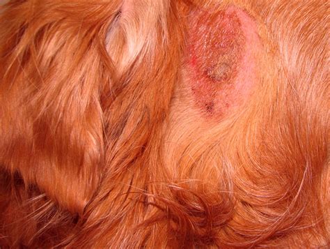 Flea bites on dogs | HubPages