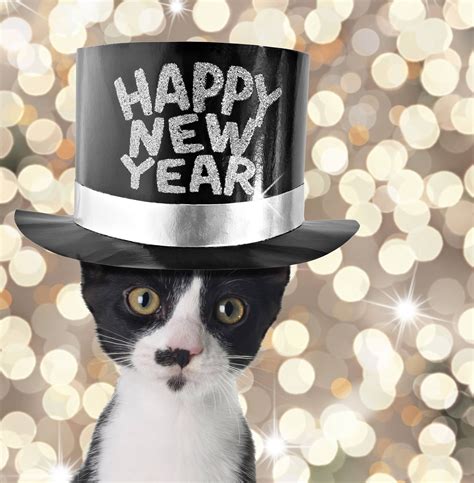 Happy New Year!!!!.... | Feliz ano novo, Fotos de gatinhos, Gatos de ...