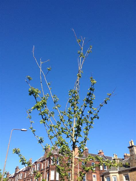 Hawthorn Tree - Pruning Advice — BBC Gardeners' World Magazine