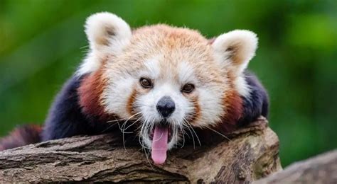 Are Red Pandas Dangerous Or Aggressive? - UntamedAnimals.com