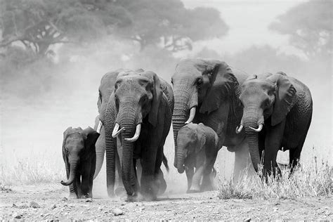 Elephant herd Photograph by Hira Punjabi - Fine Art America