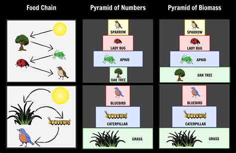 Pyramid Of Numbers Diagram