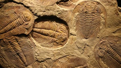 Help hunt for fossils online | One Page | Komando.com