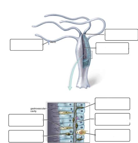 Phylum Cnidaria: Hydra anatomy Diagram | Quizlet