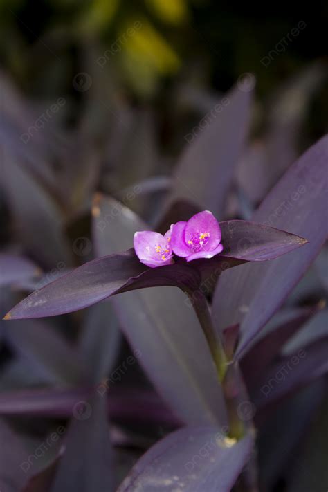 Purple Flower Bed Background Images, HD Pictures and Wallpaper For Free ...