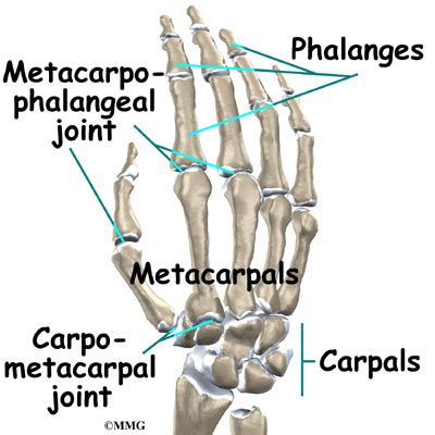 Carpal Metacarpal Joint Injection