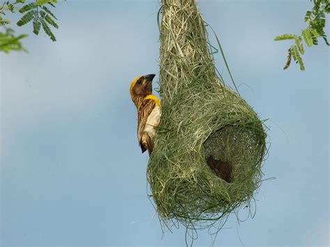 July 2013 - ARUNACHALA BIRDS