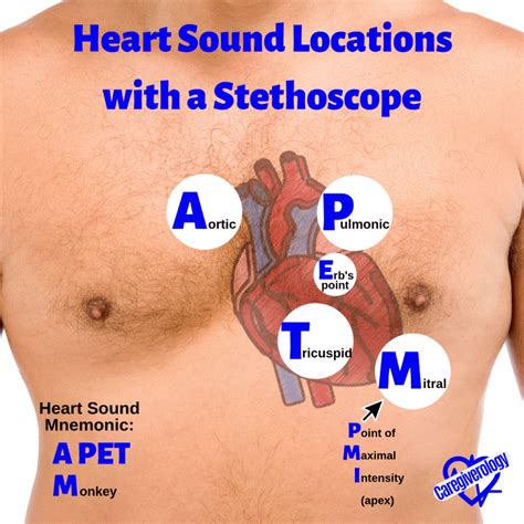 How to Use a Stethoscope - Caregiverology