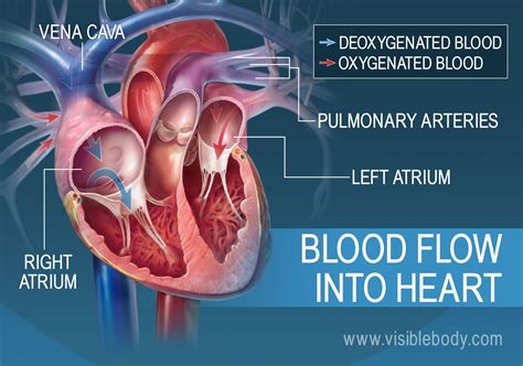 The Heart | Circulatory Anatomy