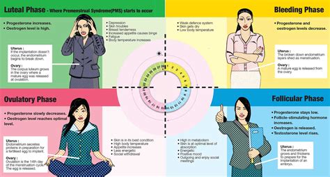 Menstrual Cycle Phases