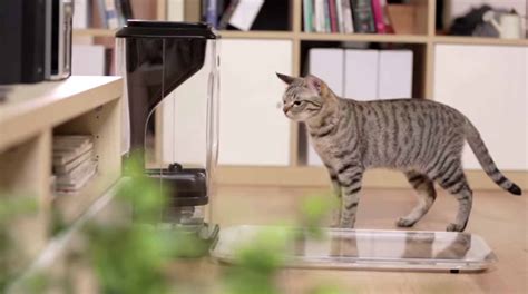 Smart Cat Feeder Uses Cat Face Recognition To Keep Your Cat Healthy