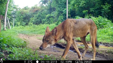 In the News – Guanacaste Wildlife Monitoring