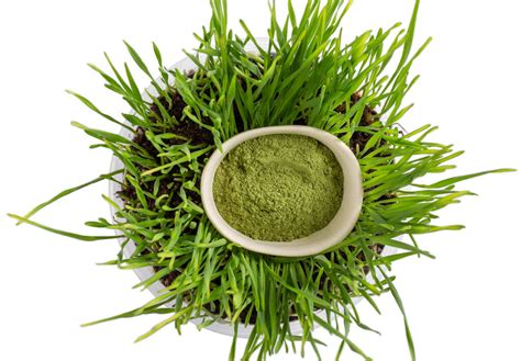 Wheatgrass Powder: Effect and Application - FoodNerdy Recipes ...