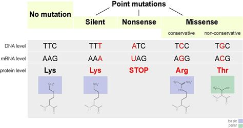 Gene sequence definition biology - ksetherapy