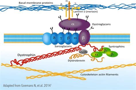 Duchenne Muscular Dystrophy (DMD) Causes & Inheritance | Take on Duchenne