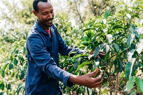 Coffee Is Bringing Better Food and a Better Life in Ethiopia