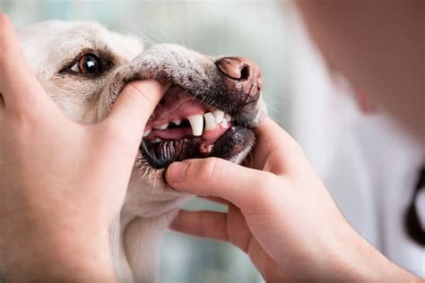 Periodontal Disease in Dogs: Symptoms, Causes & Treatment | Greensboro Vet