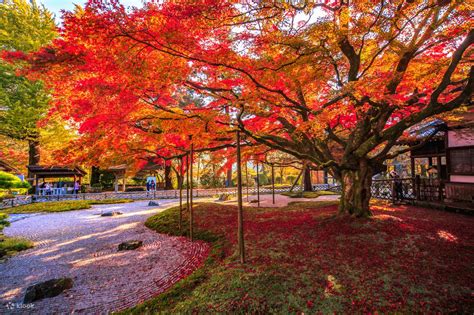 1-Day Kamado-jinja Shrine & Dazaifu Tenmangu Autumn Leaves Tour - Klook