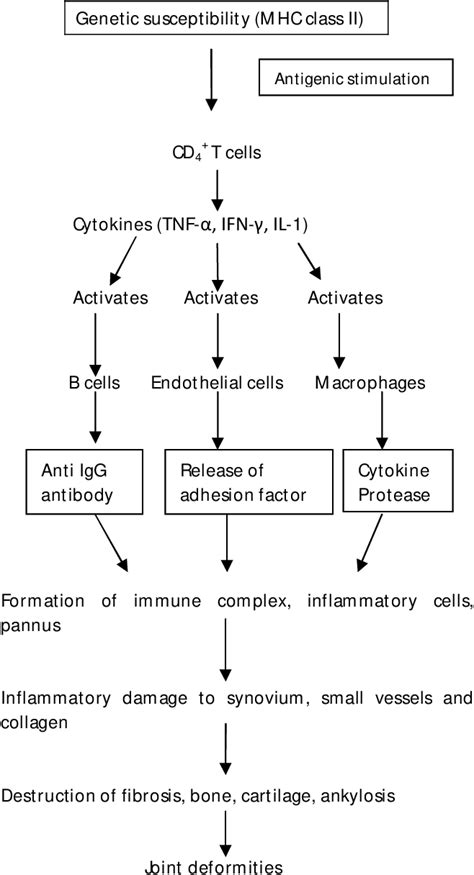 [PDF] Rheumatoid Arthritis Pathophysiology, Animal Models and Herbal ...