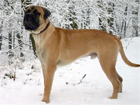 The Beautiful Bullmastiff. - Bullmastiff Photo (15109363) - Fanpop