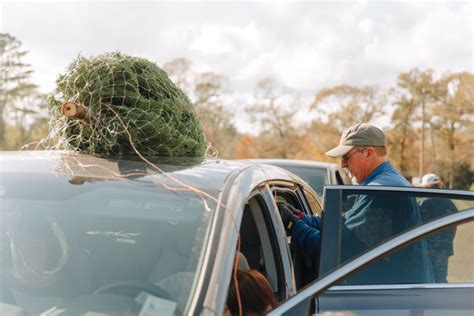 20 Best Christmas Tree Farm Near Me in the USA | TouristSecrets