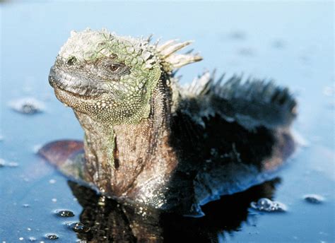 Marine Iguanas - Amblyrhynchus cristatus - Galapagos