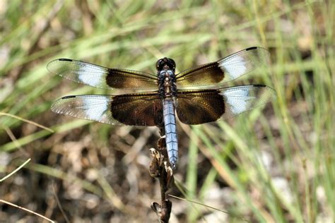 Male Widow Skimmer Dragonfly Free Stock Photo - Public Domain Pictures