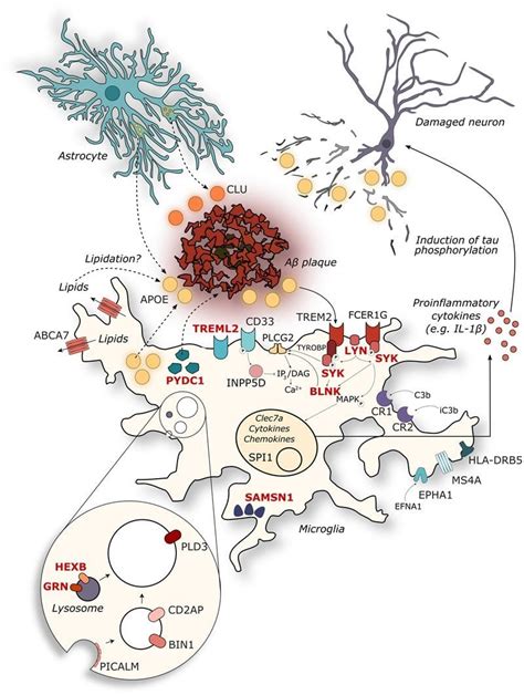 Alzheimer's risk genes converge on microglia - Neuroscience News