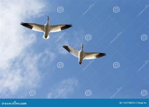 Snow goose migration stock image. Image of migrate, migration - 113774015