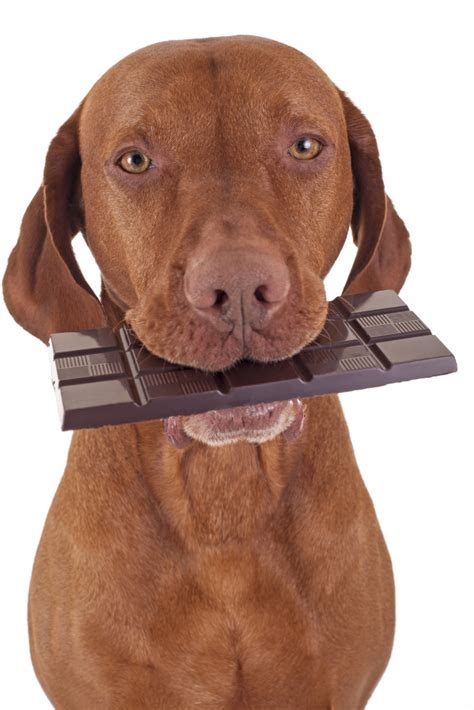 dog eating chocolate - USA Pet Cover