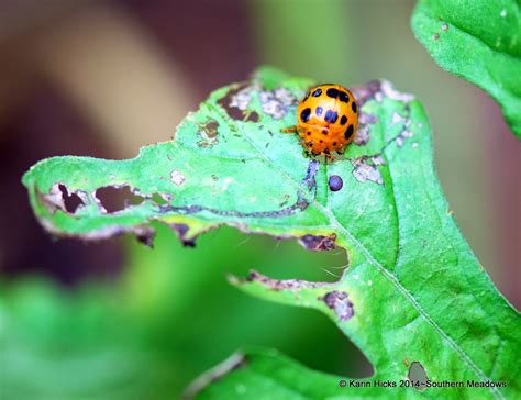 Controlling a Squash Beetle Invasion