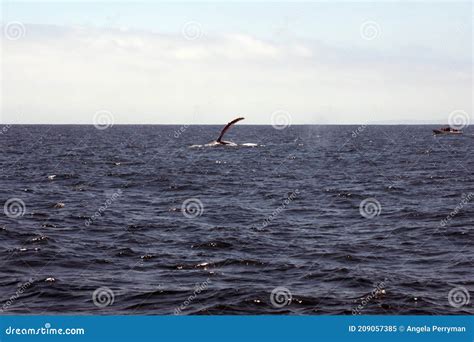 Humpback whale breaching stock image. Image of national - 209057385