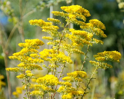 Old Time Kentucky: Despite its poor reputation, goldenrod can't be ...